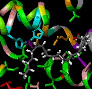 Fatty Acid Binding by Soybean Lipoxygenase-1